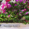 Отель Travelers Palm в Ки-Уэсте
