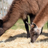 Отель Glamping With Llamas, фото 26