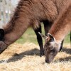 Отель Glamping With Llamas, фото 20