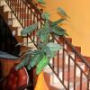 Отель Hostal Gran Chavin, фото 13