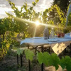Отель Glamping at an Agriturismo in the Vineyard, фото 17