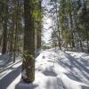 Отель The Canadian Ecology Centre Cabins, фото 13