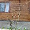 Отель Pension Teleptean, фото 13