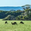 Отель Hanson Bay Wildlife Sanctuary and Cabins, фото 18