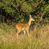 Отель Saadani Safari Lodge - bush, river, beach, фото 45