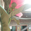 Отель Qichi Zhuxiang Hostel, фото 10
