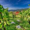 Отель Vineyard Cottage Bahor, фото 17