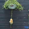 Отель City Courtyard Homestay, фото 1