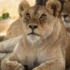 Отель Serengeti Sojourn Mobile Camp, фото 6