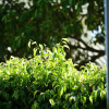 Отель Fazlani Natures Nest - The Wellness Retreat, фото 29