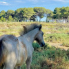 Отель Camping Abri de Camargue, фото 27