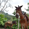Отель Finca Cafetera San Rafael, фото 13