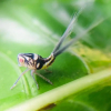 Отель Guacimo Lodge, фото 17