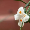 Отель Montiel 1205, фото 20
