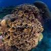 Отель Taiwan Dive Resort - Hostel, фото 23