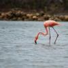 Отель Flamingo Park, фото 8