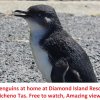 Отель Diamond Island Resort & Bicheno Penguin Show, фото 36