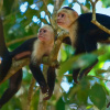 Отель B&B Jardin de los Monos, фото 12