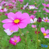 Отель Yeyuan Hotspring Holiday Hotel, фото 23