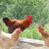 Отель Agriturismo Montepozzalino, фото 18