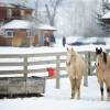 Отель Casia Lodge and Ranch, фото 16