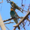 Отель Jordan Valley Birding Lodge, фото 20