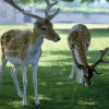 Отель Knole B&B, фото 17