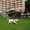 Отель Sono Pet Clubs & Resorts Vivaldi Park, фото 13