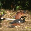 Отель La Gamba Rainforest Lodge, фото 9