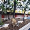 Отель Yavapai Lodge West, фото 19