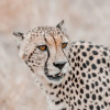 Отель Little Africa Safari Lodge, фото 20