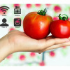 Отель Tomato Guest House, фото 13
