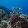 Отель Salamangka Beach and Dive Resort, фото 14