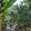 Отель Peaceful Homestay in the Middle of Fruit Garden - Rooms With Private Toilets, фото 17