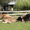 Отель Turicum Chalets AT Monkey Rock Winery, фото 10
