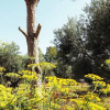Отель Le Scerze Agriturismo, фото 10