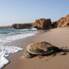 Отель Ras Al Jinz Turtle Reserve, фото 22