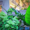 Отель No.6 Garden Villa Hotel (Shekou Sea-world), фото 7