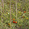 Отель Palmiye Tepesi, фото 29
