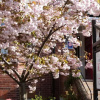 Отель The Cherry Tree Guest House, фото 19