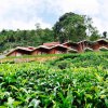 Отель Hanging Huts Resort - Kotagiri, фото 9