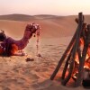 Отель Desert Over Night Camp & Resort, фото 10