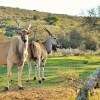 Отель Garden Route Safari Camp, фото 16