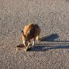 Отель On the Deck @ Shark Bay, фото 11