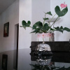 Отель Le Rose, фото 2