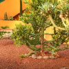Отель Tres Palmeras Apartamentos, фото 13