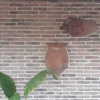Отель Kakhuri Qveveis Sakhli, фото 6