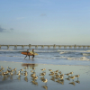 Отель Four Points by Sheraton Jacksonville Beachfront, фото 21