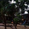 Отель Leaning Palm Resort, фото 30
