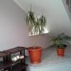 Гостиница Guest House Svetlana Lyuks, фото 9